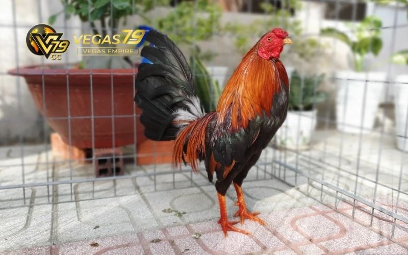 Đá gà mạng trực tiếp